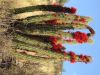 A kaktusy kwitn