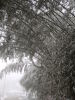 016_bamboo_in_snow.jpg