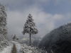 033_winter_tree.jpg