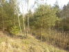 Lesny odcinek doliny Kochwki